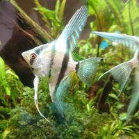 AquaRium楽しもう！in北海道