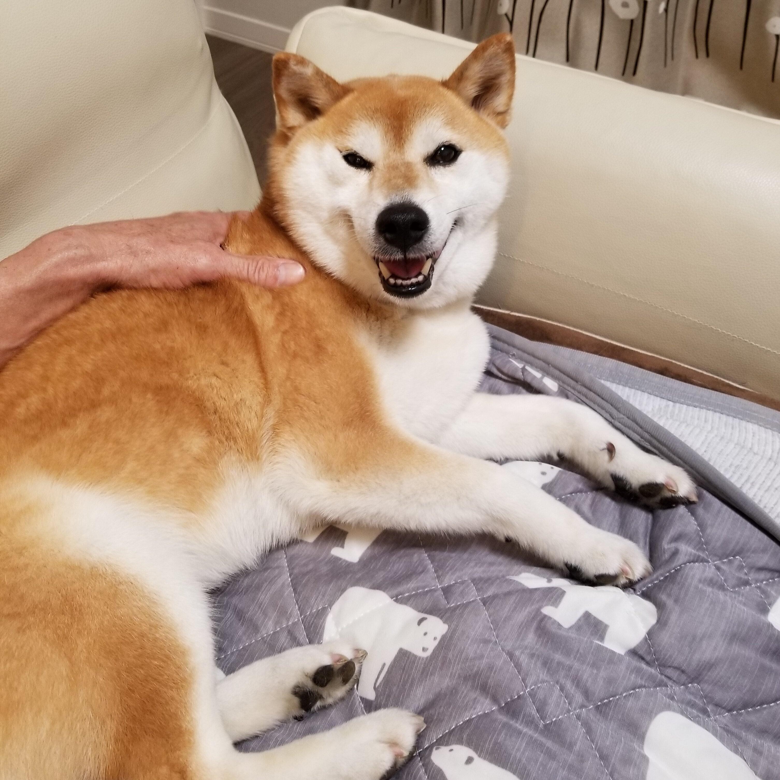 柴犬あるある あごが外れそうなくらい あくびが大きい