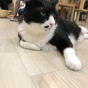 ねこカフェ New Journey ネコカフェ ニュー ジャーニー 高山町 春日井駅 テーマカフェ By Line Place