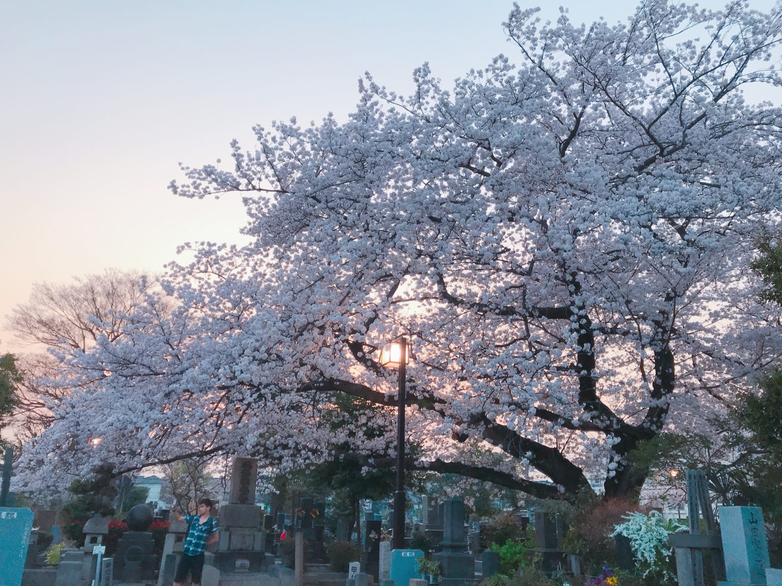 校園、墓園才是東京人賞櫻秘境？上野公園周遭三大櫻花祭熱點