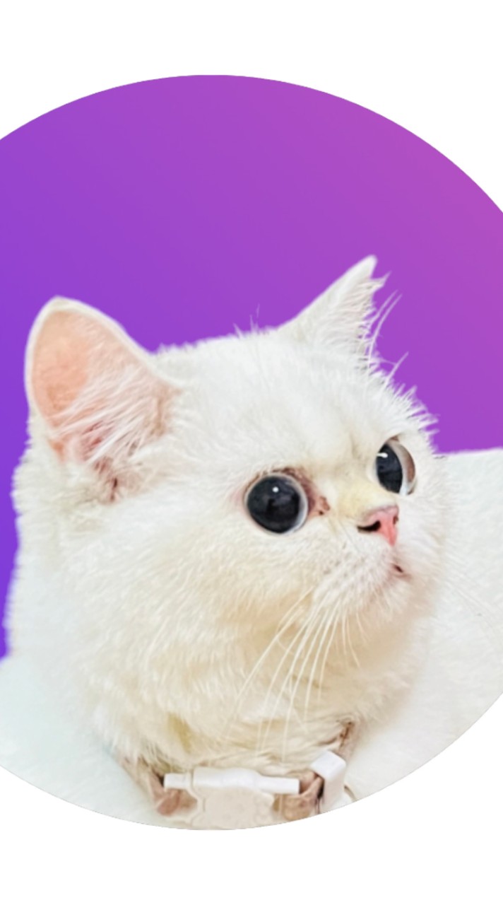 Perfectkitt cattery