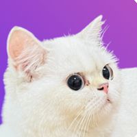 Perfectkitt cattery