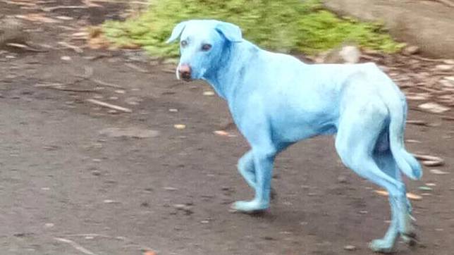 Bukan Putih Atau Hitam 5 Anjing Berwarna Biru Ini Ditemukan Dan