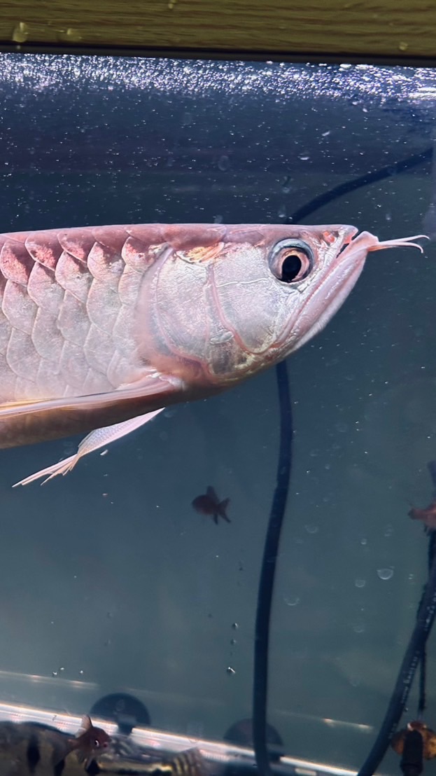 吉蛋水族交流區