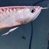 吉蛋水族交流區