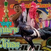 ส.ไก่ชน ฟาร์ม