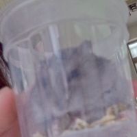 倉鼠爱好者
