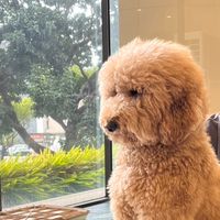 狗勾好可愛
