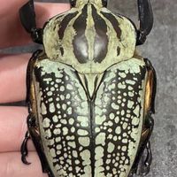 甲虫好き集まれ