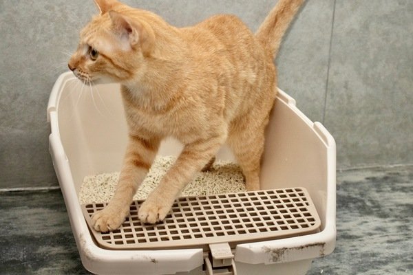 「貓砂」貓奴每日剷屎必備神器-防御工事 Hururu 條型礦型豆腐砂混用開箱分享