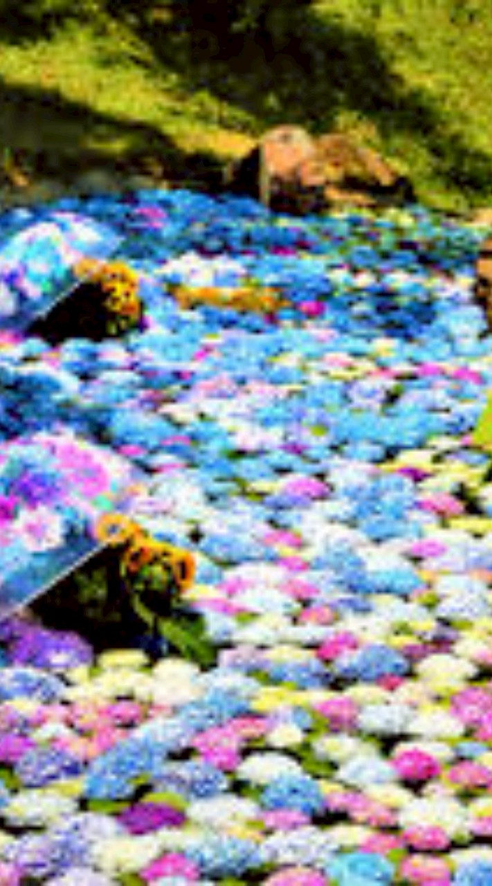 🪻開成町紫陽花まつり
