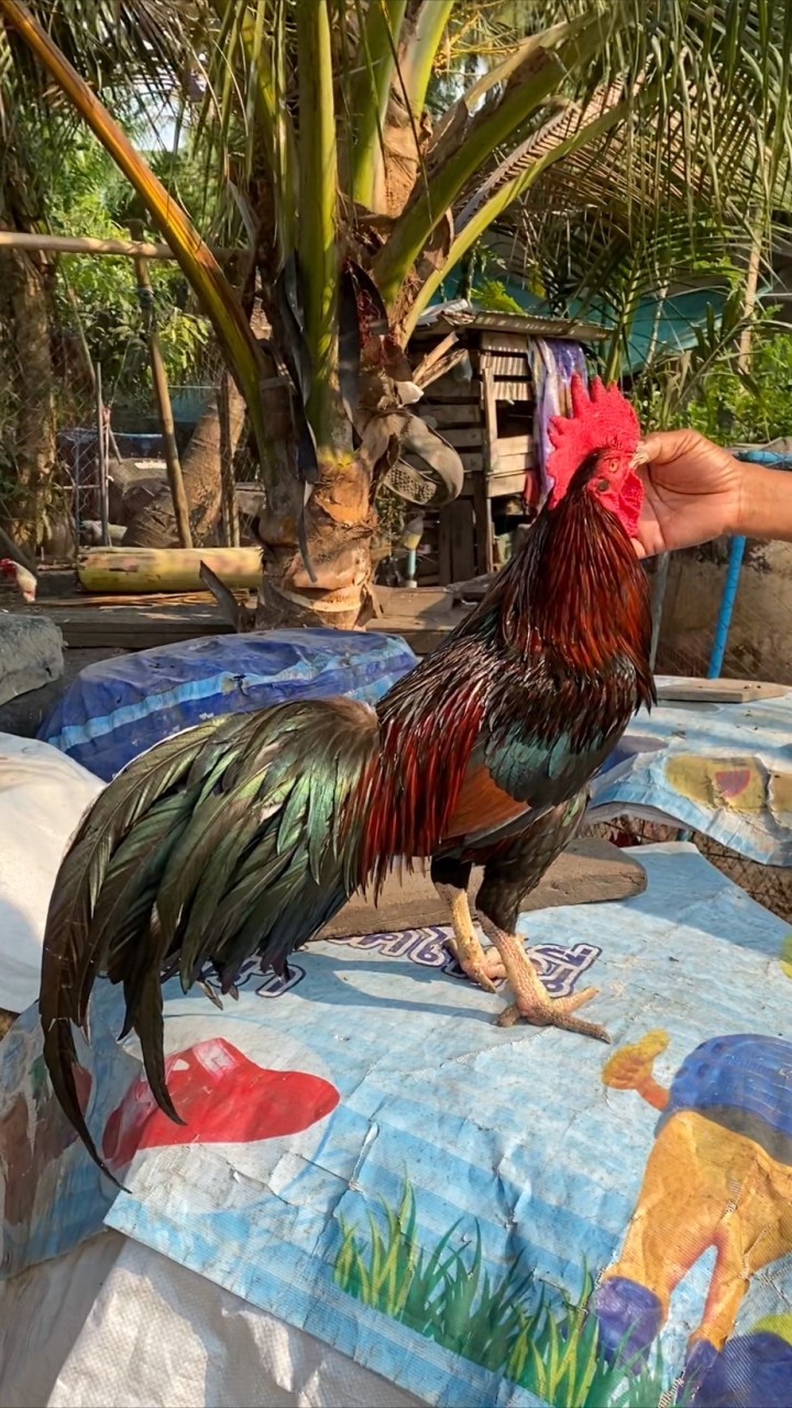 กลุ่ม {โชว์} ไก่ชนใต้ เจริญชัยฟาร์ม🐔❤️