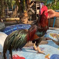 กลุ่ม {โชว์} ไก่ชนใต้ เจริญชัยฟาร์ม🐔❤️