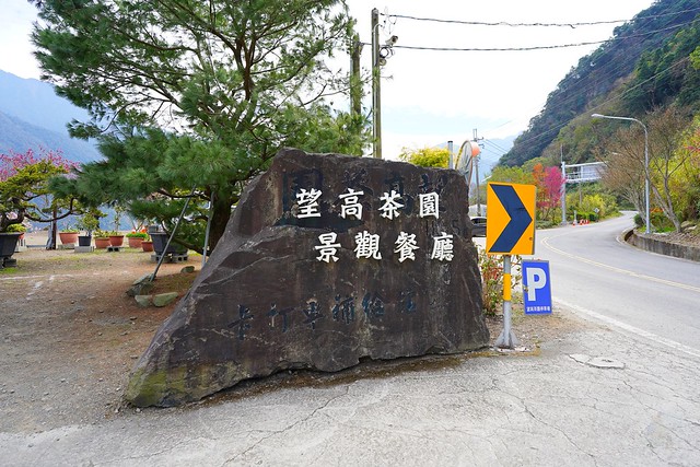 望高茶園櫻花森林