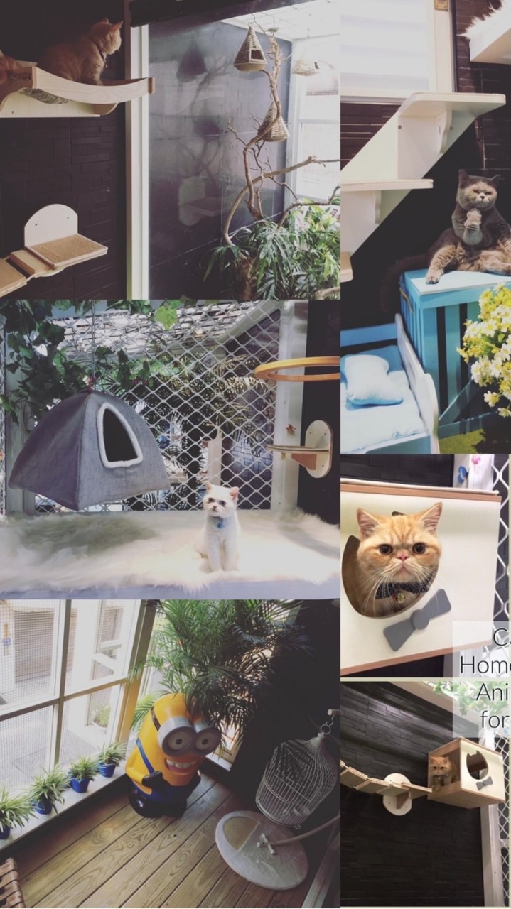 貓樂屋「借貓平台」與貓互動🐈‍⬛