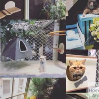 貓樂屋「借貓平台」與貓互動🐈‍⬛