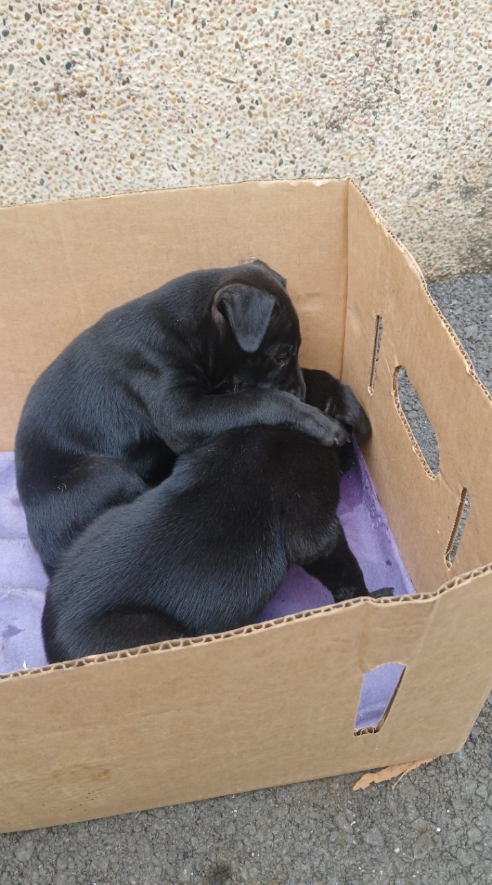 狗狗的日常生活