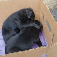 狗狗的日常生活