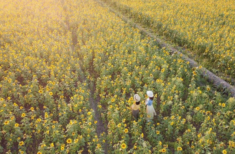 向日葵花季到10月 每日來點正能量 全台向日葵花海景點推薦 Line旅遊