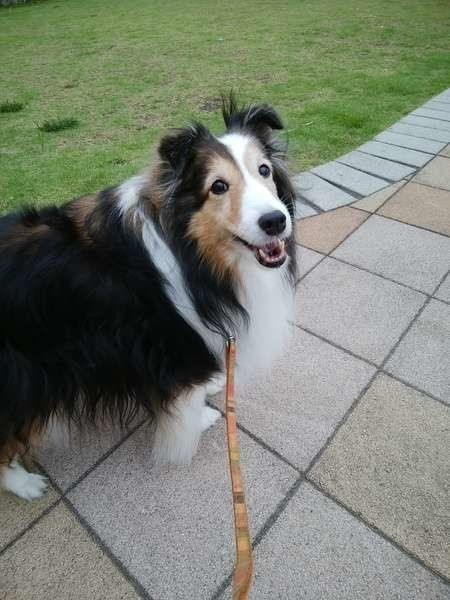 犬もしゃっくりする 病気が原因になるケースは