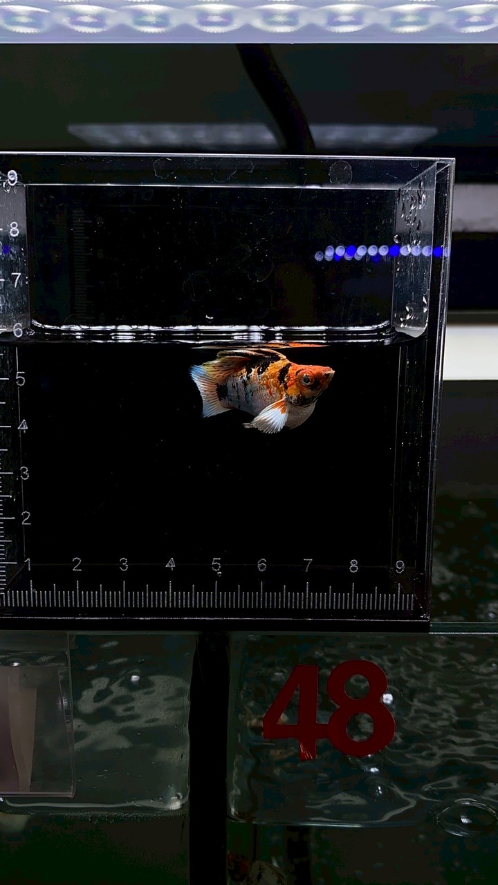 พูดคุยสอบถาม อัพเดตปลา By-Molly&GuppyUniverse