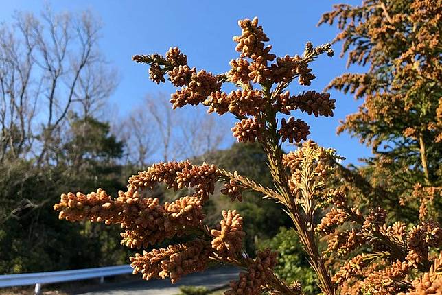 東京鐵男見聞 日本春天的季節病 惱人的花粉症怎麼來的 上報 生活