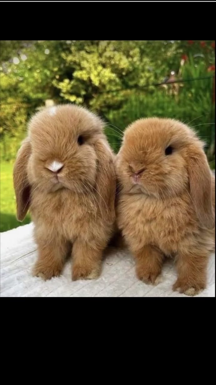 🐰愛兔仔🐇