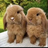 🐰愛兔仔🐇