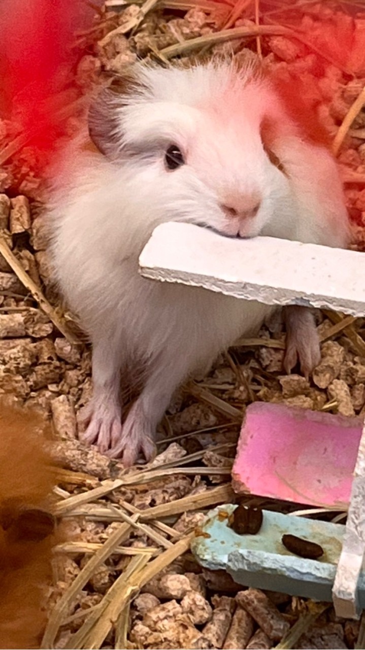 小動物販賣部🐰🐭