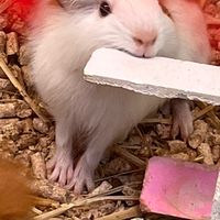 小動物販賣部🐰🐭