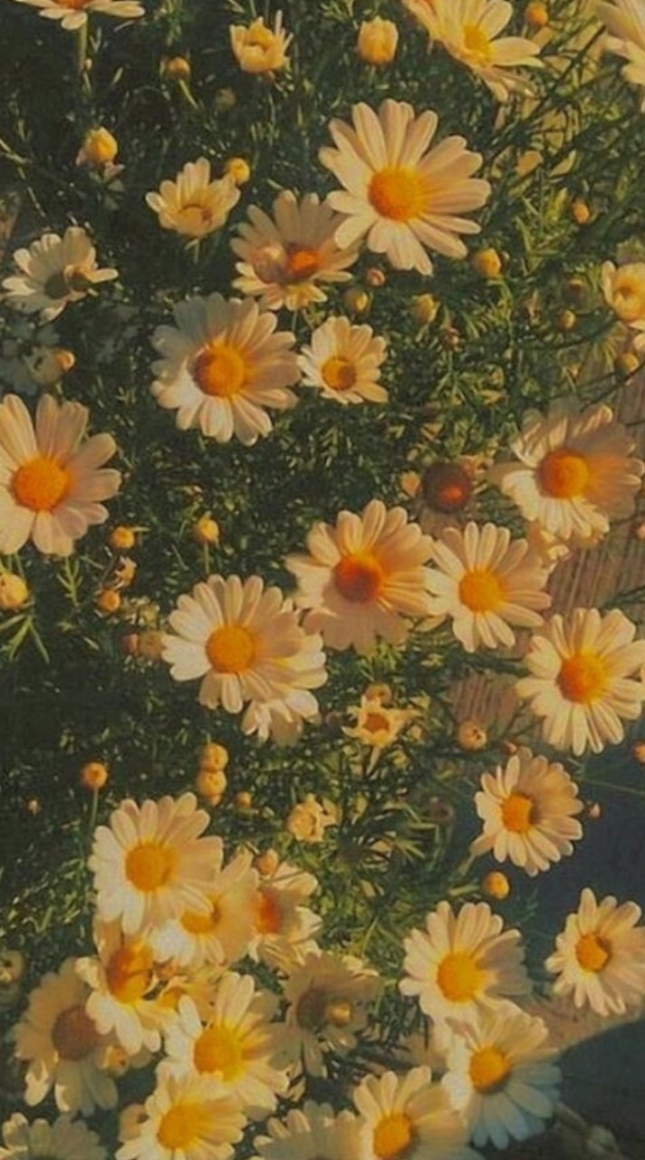 🎶เพลง🌼🌾