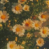 🎶เพลง🌼🌾