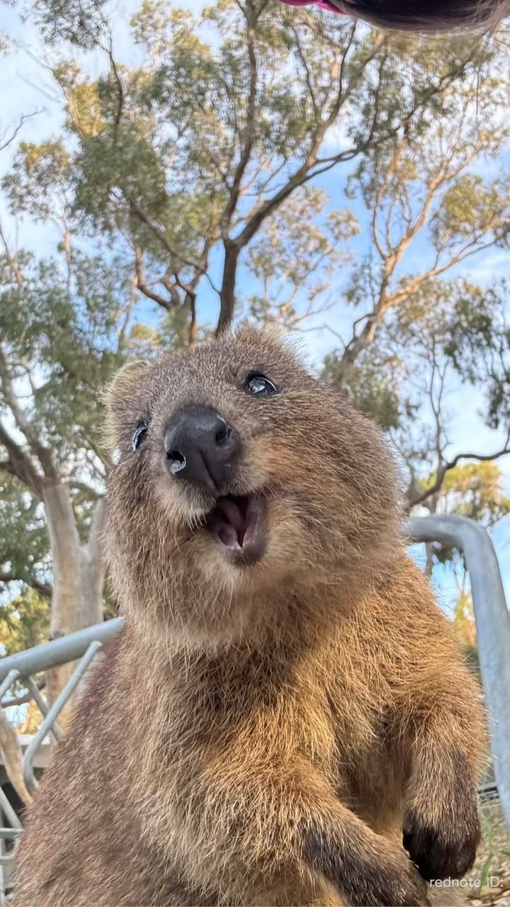 澳洲活動情報站🦘
