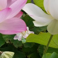 40代からのお肌の悩みエイジング美容🍀美容外科🍀ホームケア🍀