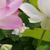 40代からのお肌の悩みエイジング美容🍀美容外科🍀ホームケア🍀