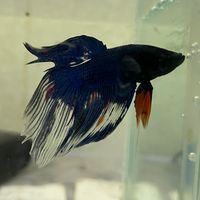 魚大好きよ