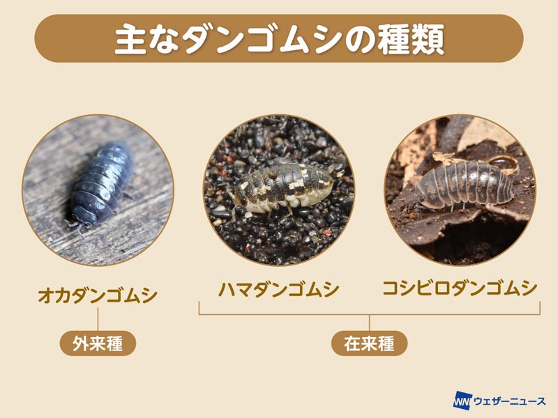 なぜダンゴムシは丸くなる？ 99.9%が外来種？ ダンゴムシの「ひみつ」（ウェザーニュース）