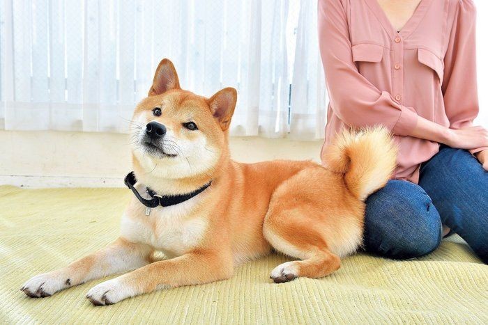 飼い主さんが好きだから 犬が見せる ツンデレサイン