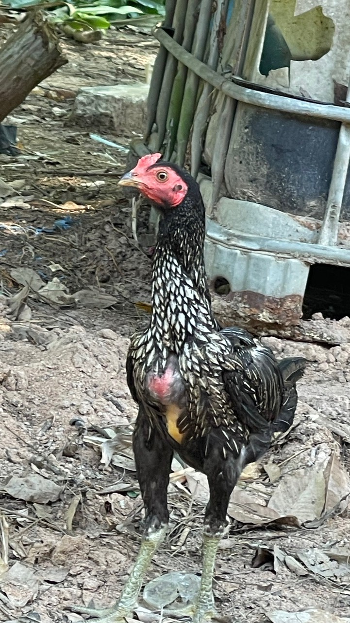 ไก่พม่า เสริมทรัพย์ฟาร์ม ฉะเชิงเทรา