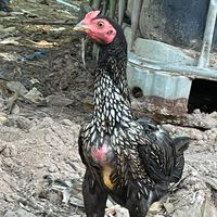 ไก่พม่า เสริมทรัพย์ฟาร์ม ฉะเชิงเทรา