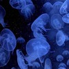 インキャ・ボッチ・いじめられっ子・ ヲタクの会