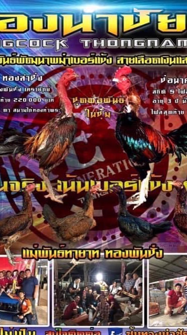 THONGNAMCHAI FIGHTING COCK