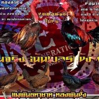 THONGNAMCHAI FIGHTING COCK