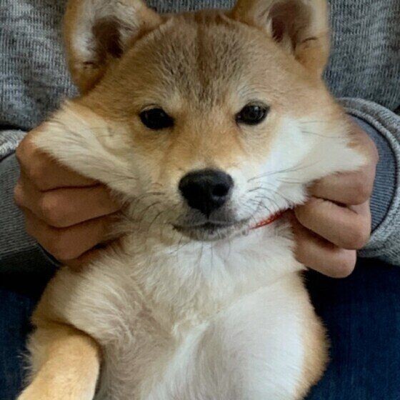 ほっぺが もち っ と伸びる理由 かわいい画像もご紹介