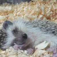 ハリネズミな毎日🦔