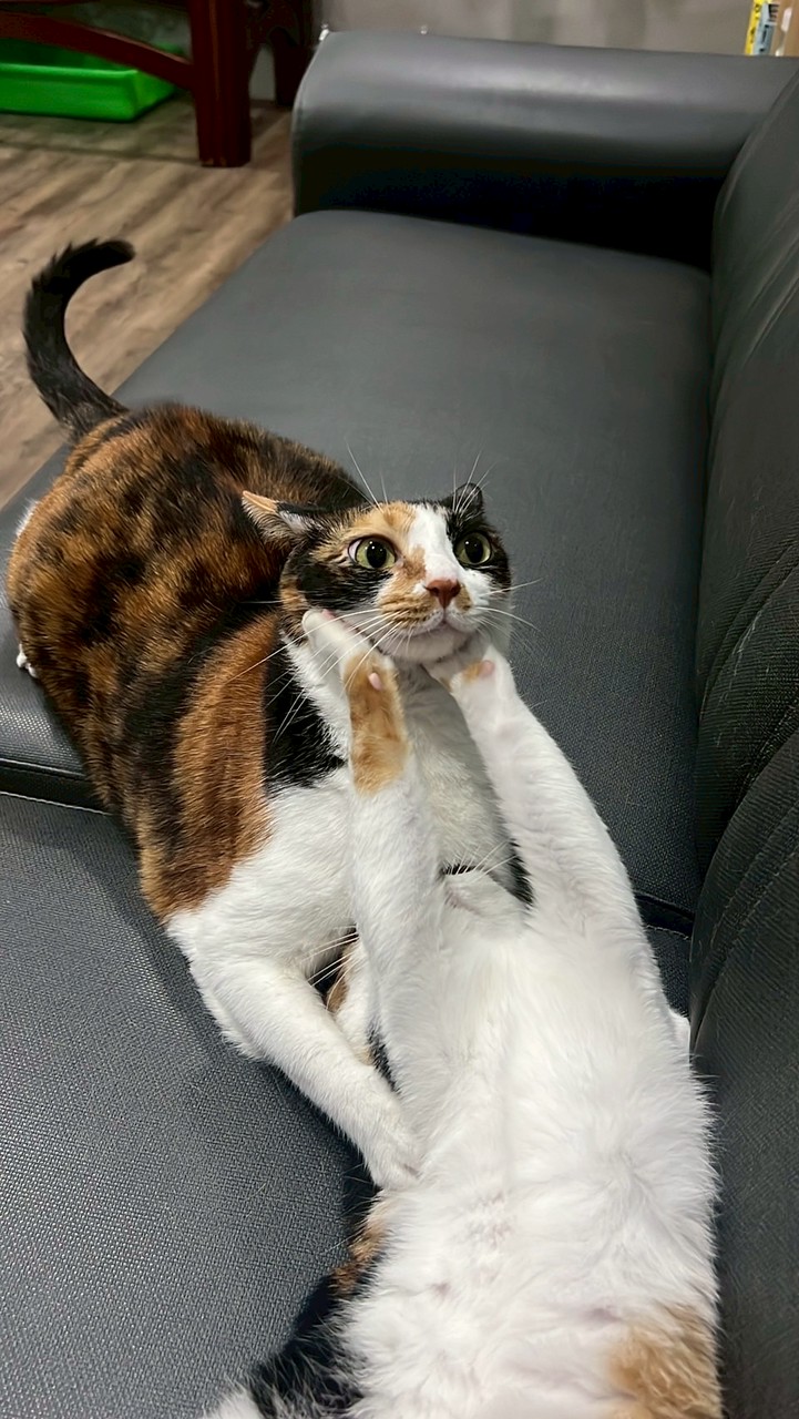 🐈🐶🔞