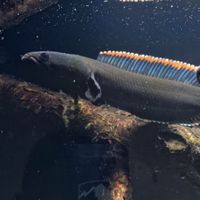 樊龍水族交流群