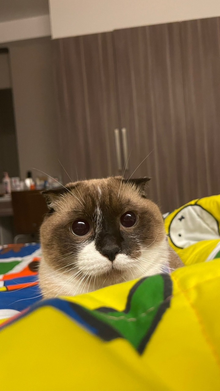 Monstersmonjai🐈