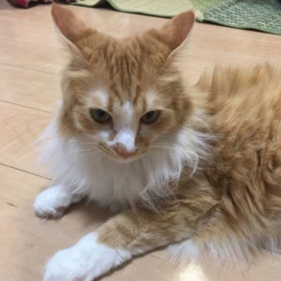 猫の耳がまるでイカ イカ耳 になってしまう理由とは