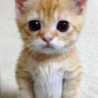 （シニア）ワンチャンと散歩して頑張りましょ
